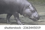 Small photo of photo of a pygmy hippo