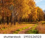 Soft focus. Autumn leaf fall. A path in a sunny autumn park with falling leaves. Country road through a maple and birch forest.
