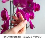 Disease Of Orchids. Drying And...