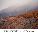 Small photo of Golden autumn larch trees among big mountain slopes in alpine valley in foggy rainy weather. Dramatic view to open larch forest on orange grass hill under cloudy sky. Perfect image for wall, screen.
