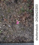 Small photo of a lone pink flower surrounded by muck and dirt