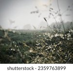 Small photo of Green grass covered with dew in a foggy morning. Crystalline drops of dew, like diamonds, shower each blade of grass. The fog lying low on the ground gives the landscape a mysterious look