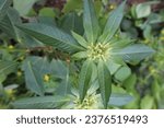 Small photo of Euphorbia heterophylla is a monoecious C4 annual species with a taproot. Seeds germinate over an extended period and over a wide range of environmental conditions. Each plant can produce over 4 500 se