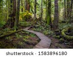 Beautiful Wooden Path In The...