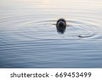 Harbor Seal Pocking His Head...