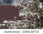 house sparrow perched in a snowy conifer