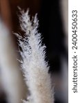 Small photo of white wheat chaff close up