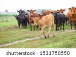 Small photo of Redhead calf walking at cattle farm. Cows grazing in countryside. Ranch, livestock, animal breeding