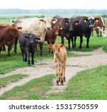 Small photo of Little calf grazing among adult cows. Cattle farm, ranch, animal breeding