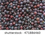 Concord Grapes Background