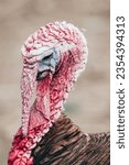 Small photo of An ugly turkey resembling a Star Wars villain, with sinister features and an unsettling aura, stands as an odd fusion of sci-fi and nature