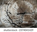 Small photo of the texture of wood that has been cut using a tree feller taken from an eagle's eye perspective Jambi - Indonesian - October - 11 -2023