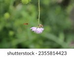 Small photo of Wiesen-Witwenblume, Knautien, Witwenblumen, Skabiosen, KNAUTIA ARVENSIS SYN. SCABIOSA ARVENSIS – WIESEN-WITWENBLUME, ACKER-WITWENBLUME, schachbrett Falter, butterfly, marbled butterfly, nativ flower