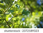 
Autumn shot of a small branch of an oak tree, Acorns, european tree, Deutsche Eiche, Stiel-Eiche, Quercus robur, native, fruits, bird food, animals, 
flooded with light, autumn