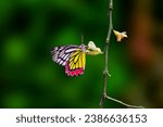 Small photo of Colorful Delias eucharis or common Jezebel butterfly bathing on green yellow background
