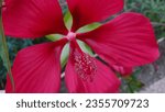 Small photo of Turk's cap flower: a gorgeous red flower with a star shape in the middle, also known as turk's turban, scotchman's purse, ladies teardrop, Mexican apple, Texas mallow, bleeding hearts and wild fuchsia