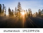 Foggy Green Pine Forest With...