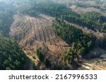Aerial View Of Pine Forest With ...