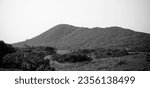 Small photo of Landscape black and white image of the Zulu land coastal dune