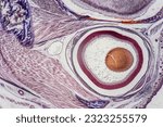 Small photo of The study of tissue samples of Trachea of Cat, Epididymis, Prostate, Uterus with embryo of rat and Mammary gland cow under the microscope in Lab.