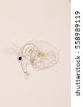 Small photo of Water flea (Moina) under microscope view.