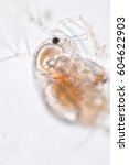 Small photo of Moinidae (Moina) is a crustacean family within the order Cladocera under the microscopic view.