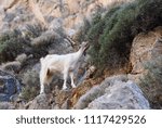 Small photo of Wild Goat in the southwest cretan mountains enjoyingly nipping on all the different plants which taste well for it!!