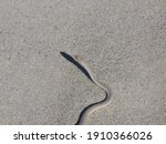 Small photo of side winder snake in the desert in Namibia