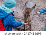 Small photo of Cute child feeding a fawn. Cute little boy is feeding a baby fawn in the forest