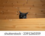 Small photo of My mischievous and cute black cat stares at me from the bed with big eyes. The shape of his ears...it looks like he's in a slightly slanted mood.