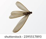 Small photo of Alate or moth,Laron,Isoptera is the scientific name for flying termites or winged termites. Laron is the initial part of each termite life cycle, laron white background