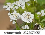 Small photo of closeup of the evergreen candytuft - Iberis sempervirens