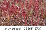 Small photo of field of red sorrel flowers, close-up, selective focus - Rumex acetosella