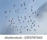 Large flocks of birds are flying in the beautiful blue sky at dawn and dusk. It is a free journey to find food. It is a beautiful, mystical rural setting.