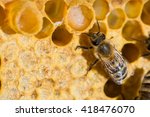 A queen bee cup with royal jelly in the wax comb of the honey bee (Apis mellifera)