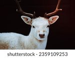 Albino Fallow Deer Stag studio isolated photo