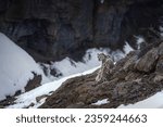 Small photo of Snow leopard , panthera uncia in white winter background in Spiti valley snow leopard expedition , himachal pradesh , India.