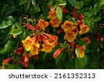 Small photo of Abstract of Yellow flower of name Sparky, Yellow Bell,Tecoma stans, Trumpet flowers. Clear color on the tree And has a green leaf background of the tree.