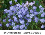 Small photo of Ithuriels Spear (Brodiaea 'Queen Fabiola'). Called Triplet lily, Pretty face and Wild hyacinth also. Another botanical ame is Triteleia laxa 'Queen Fabiola'