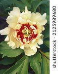 Small photo of Callie's Memory Itoh peony (Paeonia 'Callie's Memory'). One of hybrids between Garden peonies and Tree peonies.
