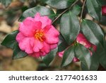 Shishi Gashira Camellia ...
