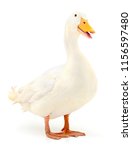 White Domestic Duck Isolated On ...