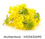 Mustard Flower Blossom  Canola...