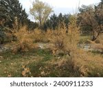Small photo of Multicolored yellow and green branches of Tamarix tetrandra or Four Stamen Tamarisk. Perfect soft natural concept for autumn background design.