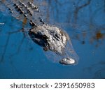 Close up of the head of a huge alligator near the campground of Bear Island, Big Cypress National Preserve. 