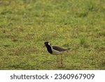 Small photo of Red-wattled Lapwing The red-wattled lapwing is an Asian lapwing or large plover, a wader in the family Charadriidae. Like other lapwings they are ground birds that are incapable of perching.