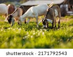 Cattle farming. domestic goats...