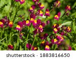 Small photo of Sydney Australia, tiny vibrant flowers of a linaria reticulata 'Flamenco' bush also known as toad flax