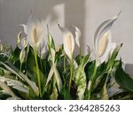Group of Spathiphyllum wallisii at the garden 