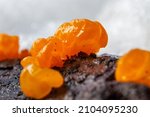 Dacrymyces Palmatus  Orange...